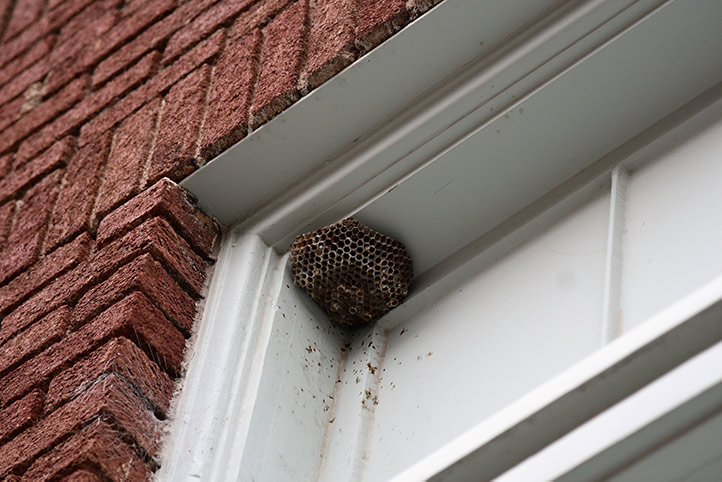 We provide a wasp nest removal service for domestic and commercial properties in Alnwick.